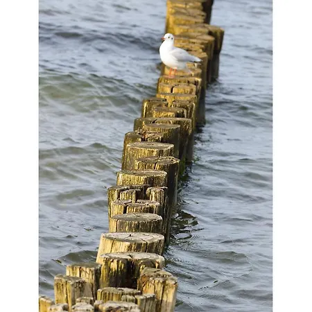 Freesenkietz 23 * Ostseeheilbad Zingst